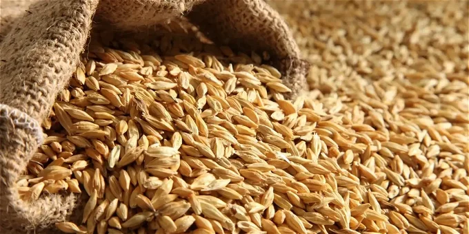 الأُرز بكام؟ اسعار الارز الشعير اليوم | شعبة الأرز باتحاد الصناعات تكشف سبب انخفاض سعر الرز