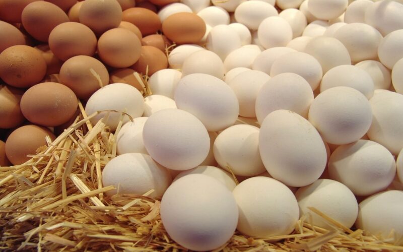 “البيضة بكام؟” سعر كرتونة البيض اليوم الاربعاء 1 نوقمبر 2023 للمستهلك في المزارع والاسواق