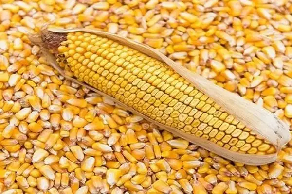 سعر طن الذرة الصفراء اليوم الثلاثاء 31 اكتوبر 2023 واسعار الحبوب عالميا
