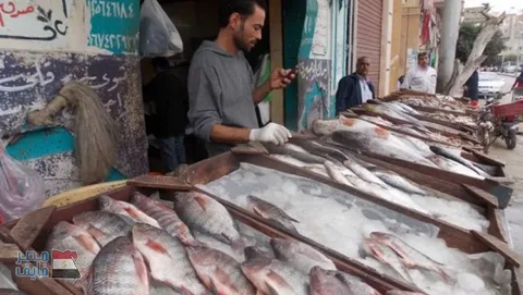 اسعار السمك البلطي اليوم في سوق العبور
