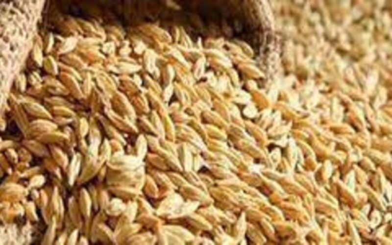 الطن وصل كام؟.. أسعار الأرز الشعير اليوم الاربعاء 18 أكتوبر 2023 | انخفاض كبير تشهده أسعار الأرز اليوم