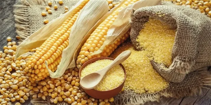 “وصل لكــام؟” سعر طن الذرة الصفراء اليوم 15 نوفمبر 2023 واسعار اعلاف الدواجن وفقاً لوزير الزراعة