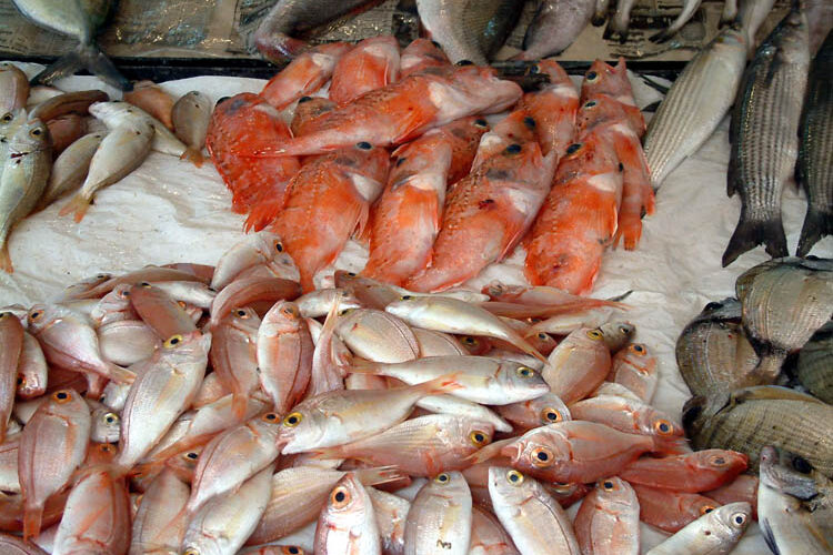 قائمة اسعار السمك اليوم الإثنين 20-11-2023 للمستهلك في سوق العبور
