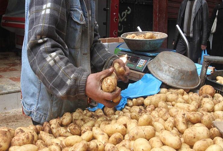 أسعار البطاطس اليوم في سوق العبور | أسعار الخضروات والفاكهة بمصر اليوم الاثنين 13/11/2023