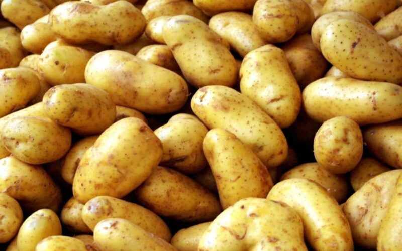 بكام الكيلو؟… ارتفاع أسعار البطاطس اليوم الخميس 30 نوفمبر 2023 بالاسواق المحلية