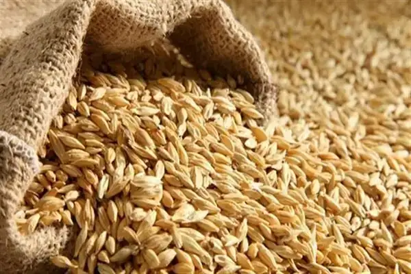 الرز بكام؟.. سعر الأرز الشعير اليوم الخميس 9 نوفمبر 2023