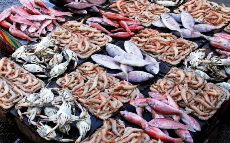 “البلطي بكام” أسعار السمك اليوم بسوق العبور الأحد 12-11-2023 في مصر للمستهلك