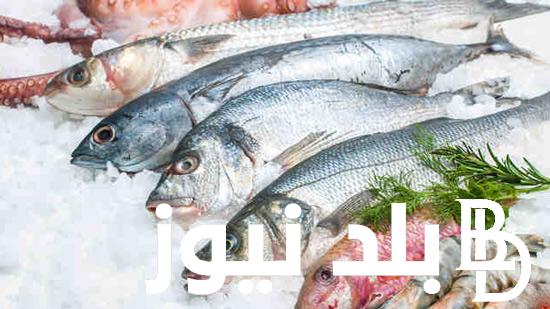 بكم أسعار السمك اليوم بسوق العبور الأربعاء 22 نوفمبر 2023 للمستهلك في مصر
