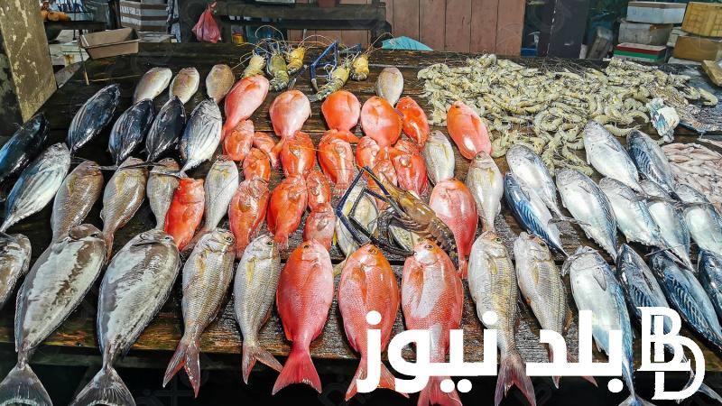 البلطي بـ65 جنيه.. اسعار السمك اليوم للمستهلك الاحد 12-11-2023 في سوق العبور