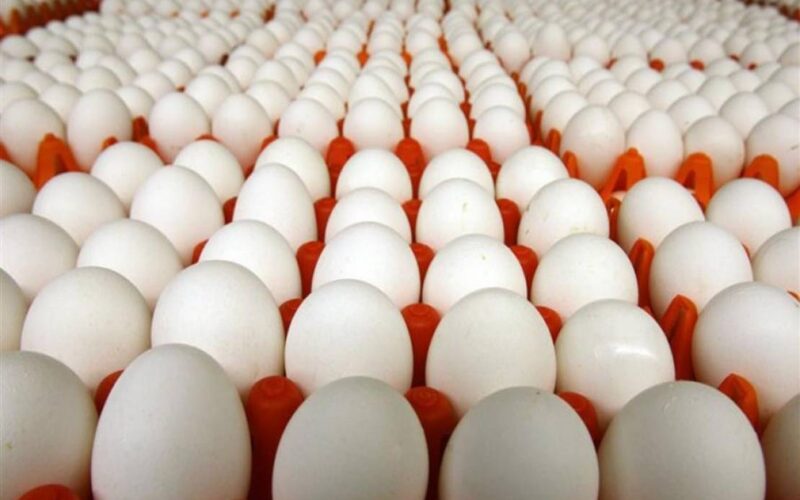 “البيض بكام” سعر طبق البيض اليوم الاثنين 13 نوفمبر 2023 للمستهلك في مصر