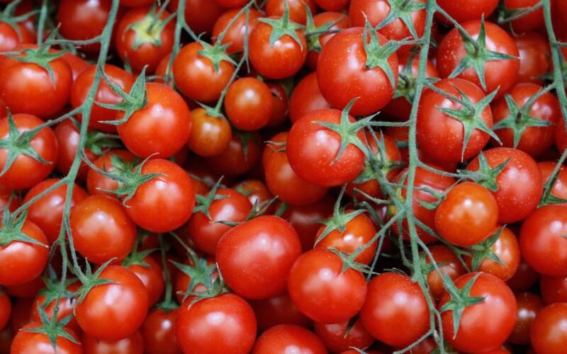 “تسعيرة جديدة” أسعار الطماطم اليوم في سوق العبور السبت 25 نوفمبر 2023