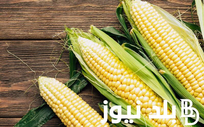 انخفاض سعر طن الذرة الصفراء اليوم الإثنين 20 نوفمبر 2023 في مصر