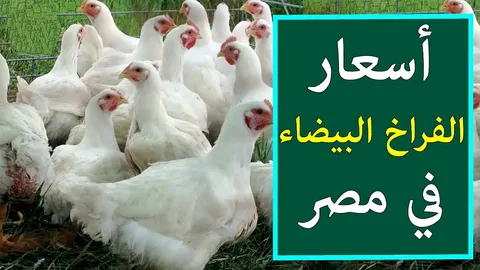 اسعار الفراخ البيضاء اليوم الاربعاء 22 نوفمبر 2023 للمستهلك في مصر