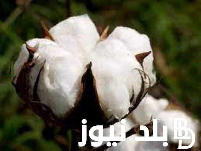 “القطن وصل كام” سعر قنطار القطن اليوم في كفر الشيخ 2023 وما هي آخر قرارات وكيل الزراعة