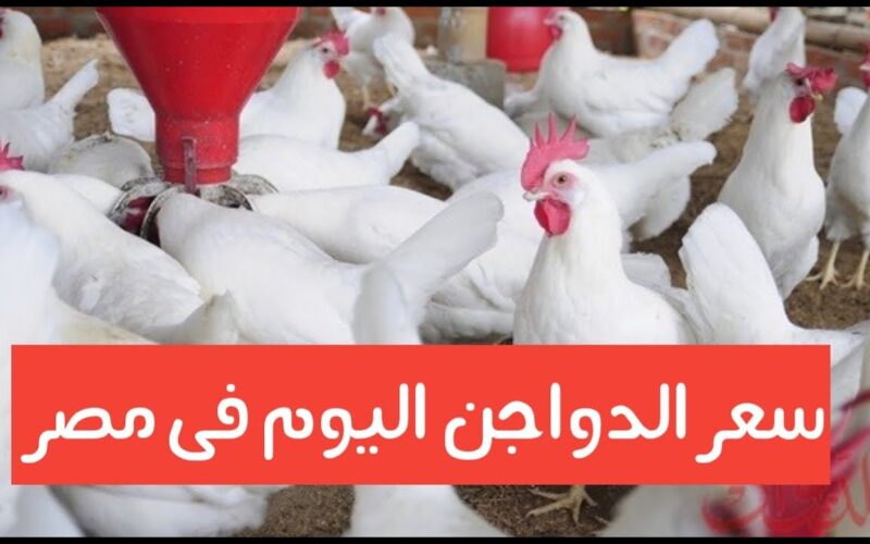 بورصة الدواجن اليوم الوطنية.. اسعار الفراخ والبيض اليوم في مصر للمستهلك