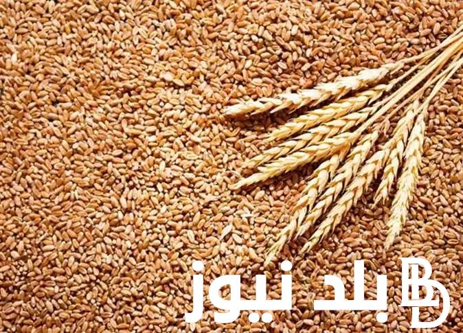 وصل لكام؟ اسعار الارز الشعير اليوم 22/11/2023 وفقا لرئيس شعبة الأرز باتحاد الصناعات
