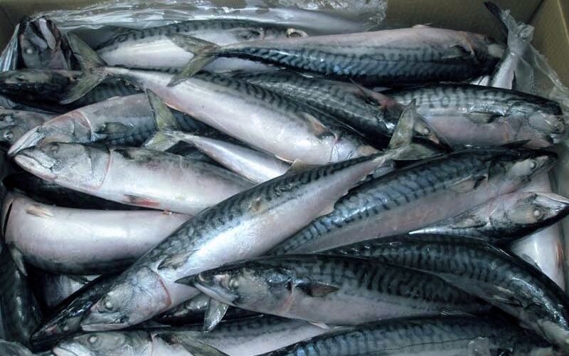 اسعار السمك اليوم الاثنين 20 نوفمبر 2023 للمستهلك في سوق العبور