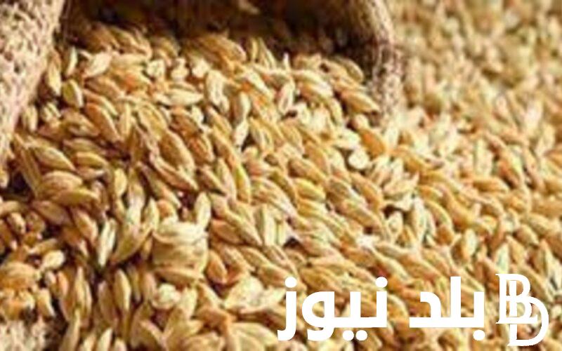 كم سعر طن الارز الشعير في مصر؟ مفاجأة في سعر الطن