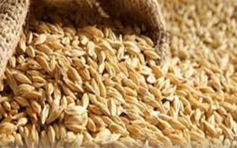 “تسعيرة جديدة” سعر طن الأرز الشعير اليوم الخميس 30 نوفمبر 2023 للمستهلك في مصر