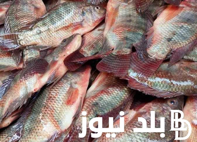 “الجــامبو وصل لـ440” اسعار السمك اليوم 28/11/2023 داخل سوق العبور لتجارة الجملة
