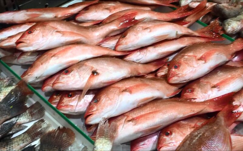 “تعرف على” أسعار السمك اليوم البلطي للمستهلك في سوق العبور بتاريخ الأربعاء 22-11-2023