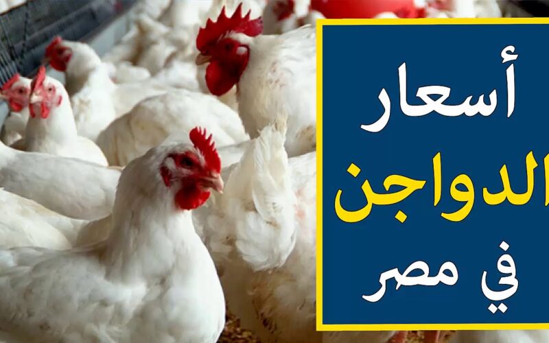إنخفاض في بورصة الدواجن اليوم الفراخ البيضاء السبت 16 ديسمبر 2023 في مصر للمستهلك