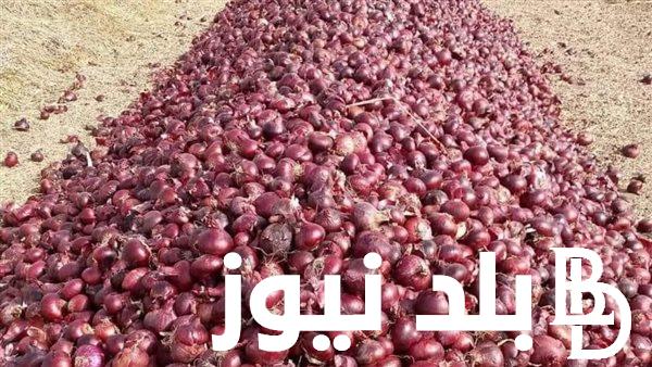 أعــرف أسعار البصل الآن في سوق العبور اليوم الخميس 28 ديسمبر 2023 واسعار باقي الخضروات