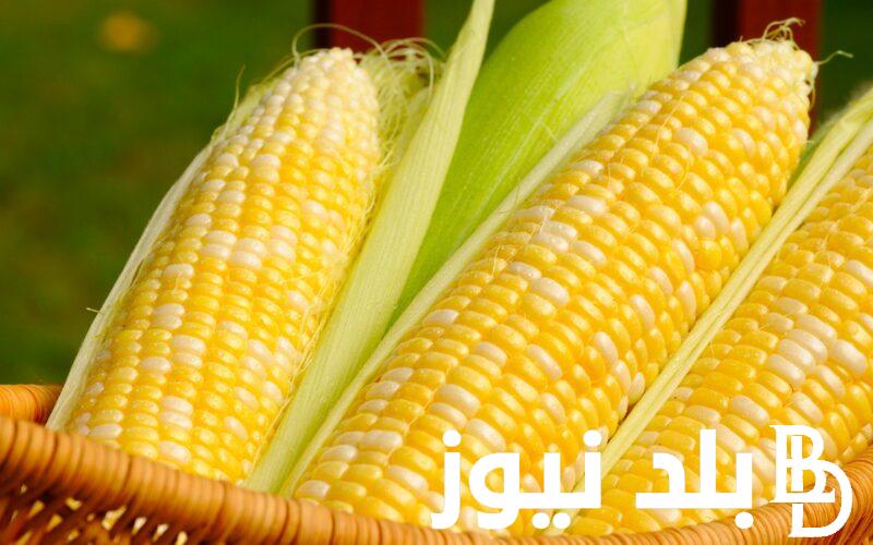 “الذرة وصل كام؟” سعر طن الذرة اليوم الخميس 28 ديسمبر 2023 في بورصة السلع