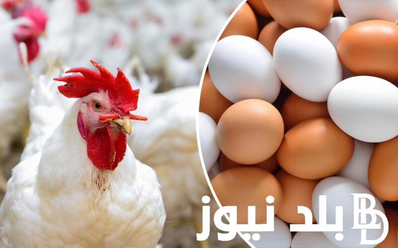 سعر كرتونة البيض اليوم للمستهلك الأربعاء 27 ديسمبر 2023 في مصر