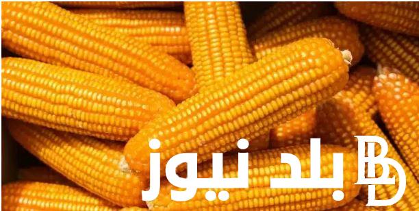 “الذرة وصل كام” سعر الذرة الصفراء اليوم الخميس 14 ديسمبر 2023 بجميع أنواعه للمُستهلك