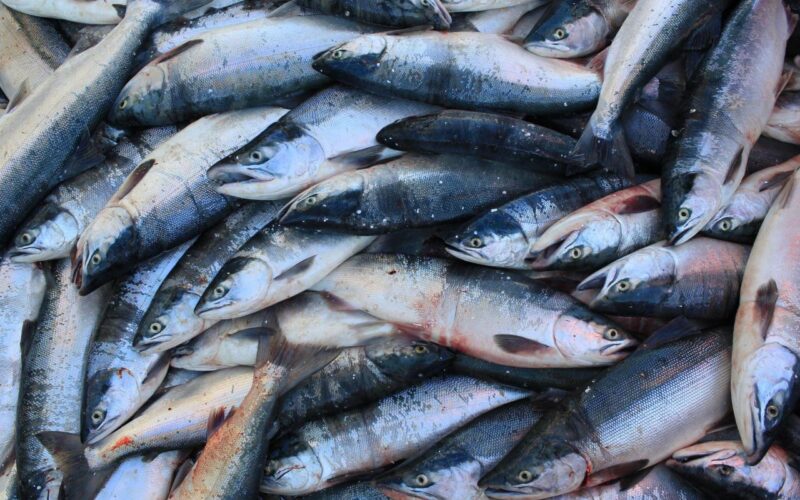 جدول أسعار السمك اليوم للمستهلك الأحد 10-12-2023 في سوق العبور