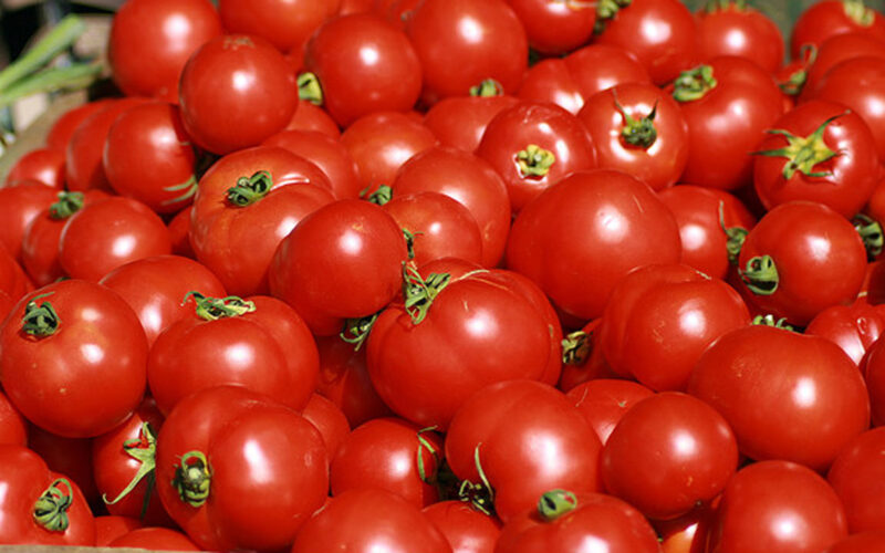 “يا مجنونة يا قوطة” سعر قفص الطماطم اليوم في سوق العبور 16 ديسمبر 2023 واسعار الخضروات والفواكه