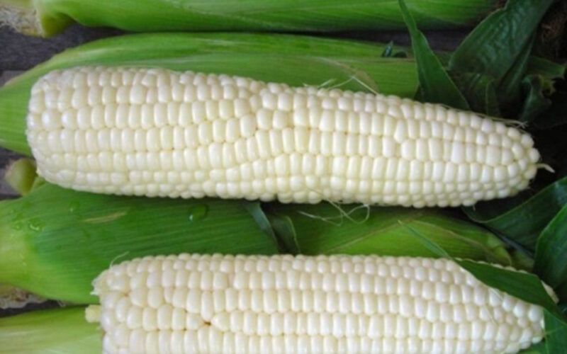 “الطن بكام؟” سعر طن الذرة البيضاء اليوم الأحد 24 ديسمبر 2023 في كل أسواق التجزئة للمستهلك