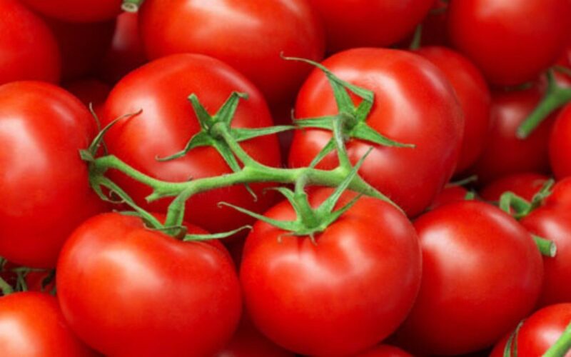 “الطماطم نزلت” أسعار الطماطم اليوم السبت 2/12/2023 بالاسواق والمحلات