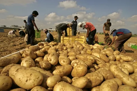 سعر طن البطاطس اليوم الأربعاء 6 ديسمبر 2023 في الاسواق والمحلات
