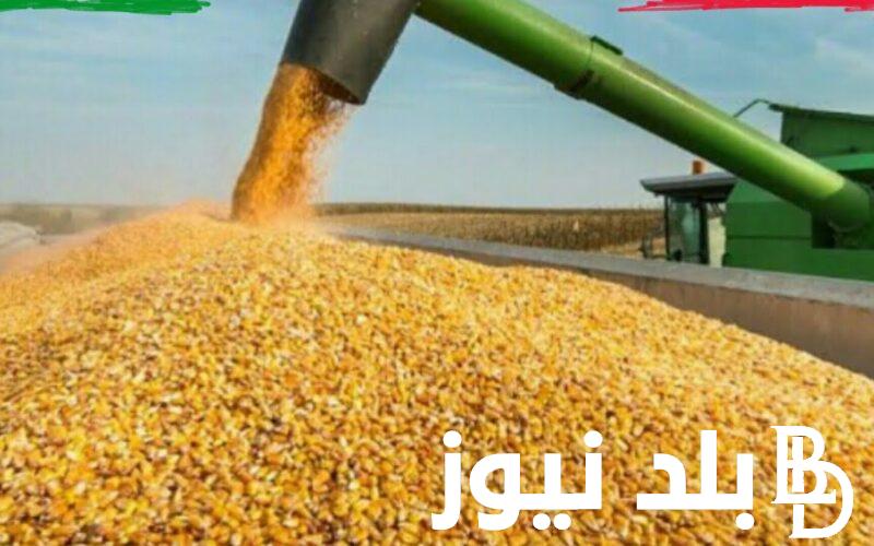 “بكام النهارده؟” سعر طن الذرة الصفراء في مصر 2023 للمُستهلك بجميع الأسواق