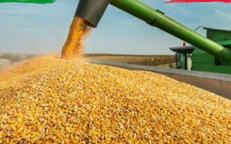 اعرف بكم سعر طن الذرة الصفراء اليوم الاثنين 4 ديسمبر 2023 في السوق المحلي للمستهلك