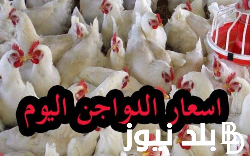 ” الحقي خزني ” بورصة الدواجن اليوم الفراخ البيضاء الاربعاء 13-12-2023 للمستهلك في مصر