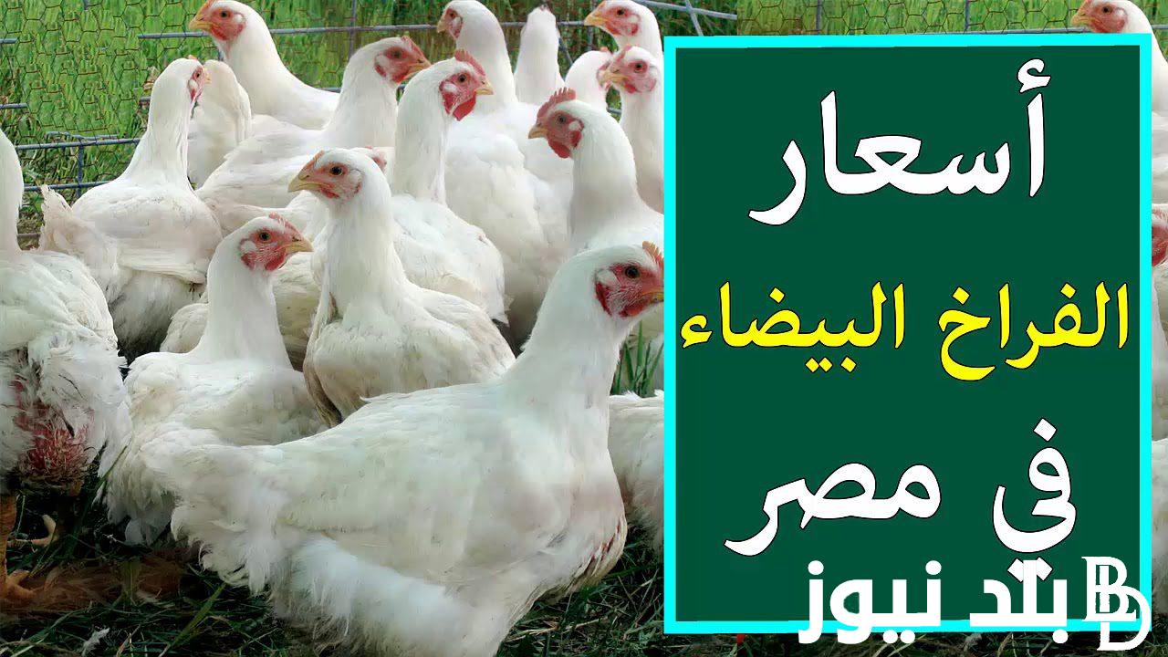 فراخ أمهات وساسو بورصة الدواجن اليوم الفراخ البيضاء الثلاثاء 19