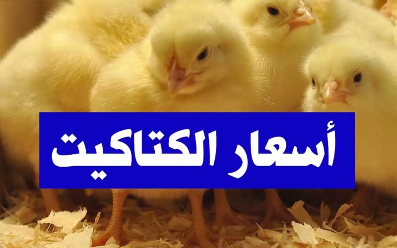 اسعار الكتاكيت اليوم الثلاثاء 19/11/2023 للمستهلك في مصر