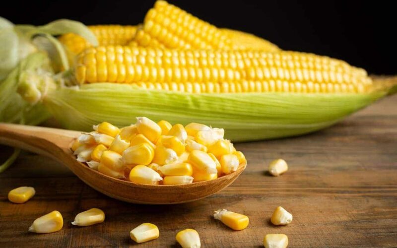 سعر طن الذرة الصفراء في مصر 2023 للمستهلك بجميع الاسواق المحلية