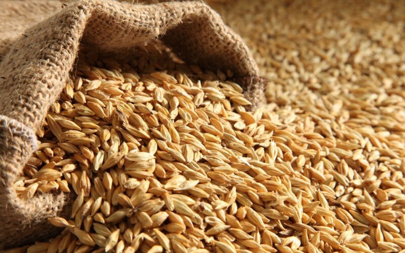“الأرز بكام النهاردة” سعر طن الأرز الشعير اليوم الأحد 3 ديسمبر 2023 في مصر وفق بوابة الأسعار المحلية والعالمية