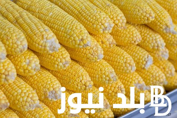 سعر الذرة الصفراء اليوم الثلاثاء 12/12/2023 بجميع أنواعه للمُستهلكين