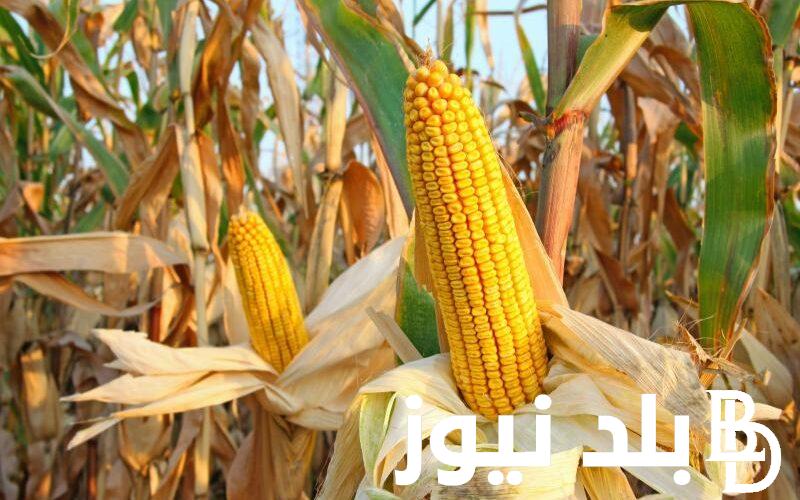 “الأصفر بكام” سعر طن الذرة الصفراء اليوم الإثنين 15-1-2024 في جميع الأسواق المحلية
