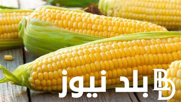 “إعرف الآن” اسعار الذرة الصفراء و البيضاء اليوم السبت 20 يناير 2024 للمُستهلك في مصر
