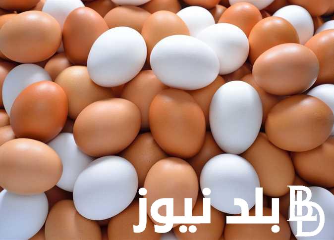 “البيضة بقت بـ7” سعر البيض اليوم الخميس 1 فبراير 2024 للمستهلك في البورصة والأسواق التجارية