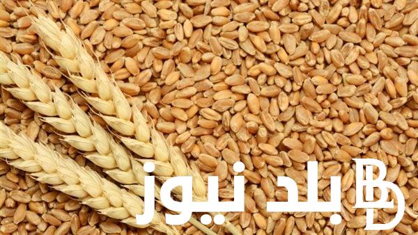 “القمح الاوكراني ولا السوري” سعر طن القمح اليوم الأربعاء ٢٤ يناير ٢٠٢٤ في الاسواق العالمية والمحلية