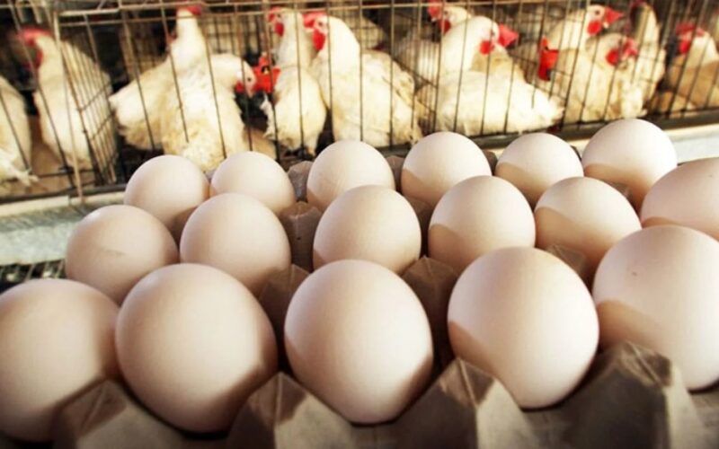 ” البيضة بقت بـ6! ” سعر كرتونة البيض اليوم الخميس 18 يناير 2024 في جميع الأسواق التجارية