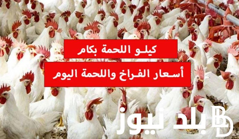 قائمة اسعار الفراخ البيضاء واللحوم اليوم 2024 السبت 20 يناير للمُستهلك في الأسواق ومنافذ الوزارة