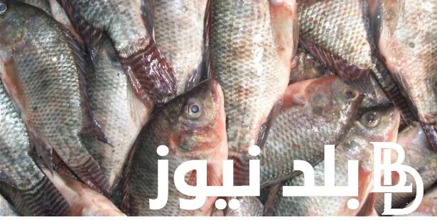 “سوق السمك” اسعار السمك اليوم الأربعاء 3 يناير 2024 و أسعار الجمبري اليوم